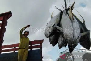 Indonesia Dapat Tambahan Kuota Tangkapan Tuna Sirip Biru Jadi 1.670 Ton