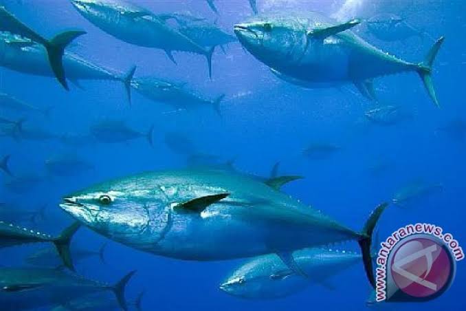 Perjuangan 3 Tahun Berbuah! Kuota Tuna Sirip Biru RI Naik 25 Persen