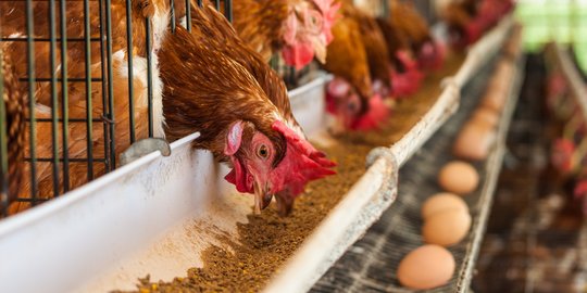 Solusi Permanen! Mentan Amran Bangun Pabrik Tepung Telur Biar Peternak Tak Merugi
