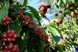 Bukan Sekadar Komoditas, Kopi Jayawijaya Disiapkan Jadi Kebanggaan Daerah