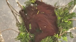 Kebakaran Ancam Habitat, Indonesia Selamatkan 46 Orangutan di Kalimantan