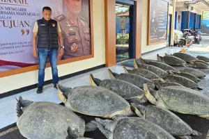 Polda Bali Berhasil Gagalkan Dugaan Penyelundupan 22 Penyu Hijau