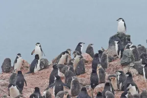 Populasi Koloni Penguin di Kutub Selatan Makin Tergerus Secara Tragis