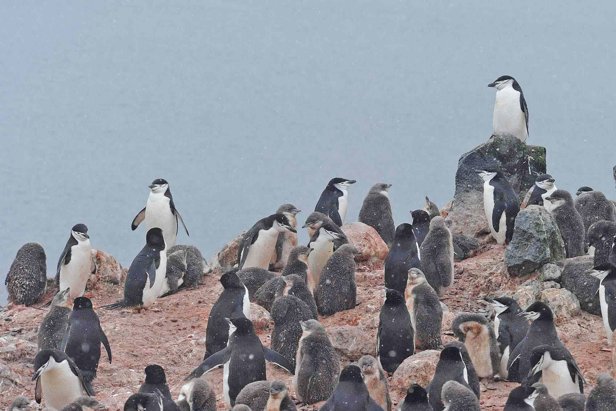 Populasi Koloni Penguin di Kutub Selatan Makin Tergerus S...