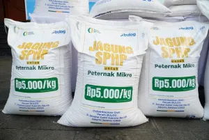 Bapanas Percepat Distribusi Jagung SPHP untuk Lindungi Peternak Rakyat