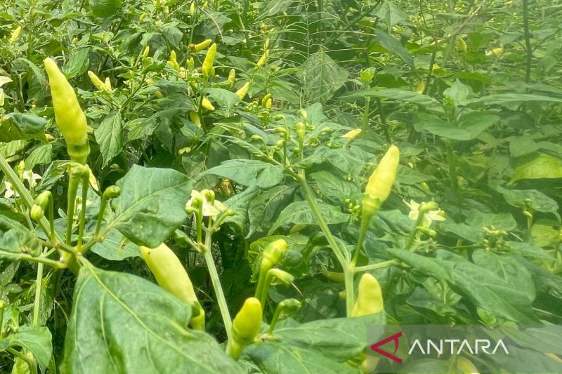 Majalengka Punya Jurus Baru, Penca Perdaya Jadi Senjata Lawan Inflasi