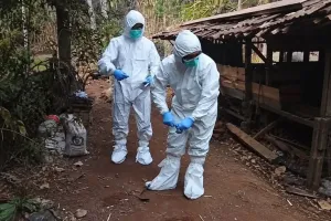Pakar UGM: Praktik Brandu Berisiko Jadi Jalur Penularan Antraks