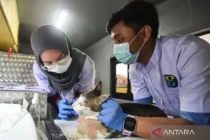 Sepanjang Bulan September–Oktober, Mobil Klinik di Jakarta Timur Layani 427 Hewan 