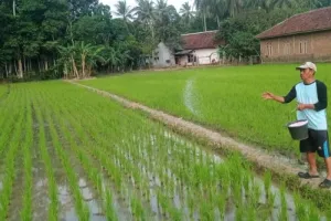 Hingga Awal 2027, Stok Pupuk Bersubsidi di Lebak Aman dan Cukup ‎ 