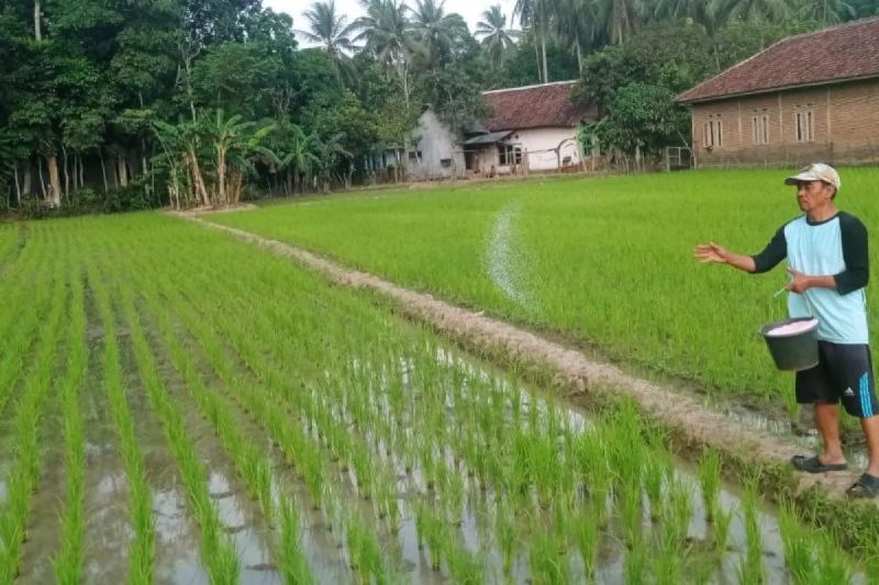 Hingga Awal 2027, Stok Pupuk Bersubsidi di Lebak Aman dan Cukup ‎ 