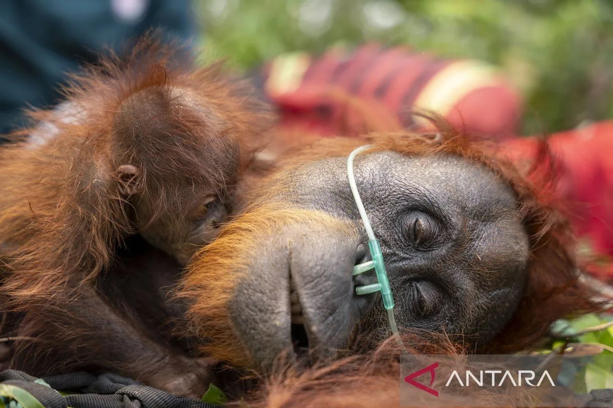 Kemenhut Laporkan Tangani 290 Ekor Satwa Liar Terdampak Karhutla, Terbanyak di Kalimantan 