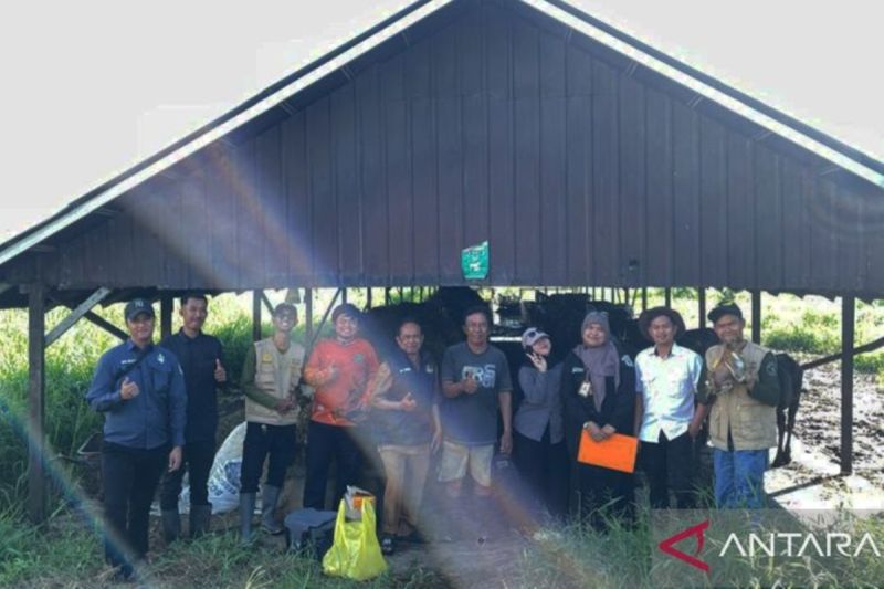 Krisis Pakan Ternak, Dinas Pertanian Tapin Siapkan Langkah Antisipasi 