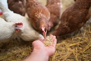 Peternak Ayam Terkendala Naikkan Harga Jual karena Harga Pakan Jagung Tinggi