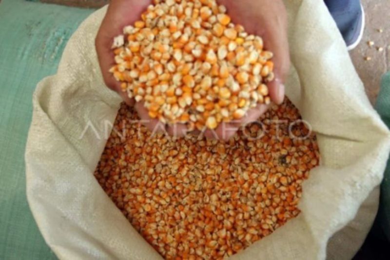 Program SPHP: Stabilkan Harga, Perum Bulog Medan Salurkan 1.975 Ton Jagung ke Peternak Ayam 