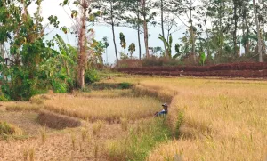 Saat Masyarakat Agraris di Wonogiri Bangkit Atasi Kekeringan