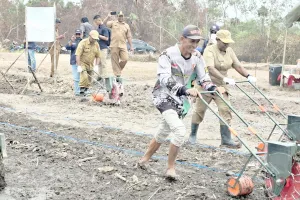 Hasil Tembus 10 Ton per Hektar, IPB Boyong Padi Ajaib Hemat Air ke Merauke