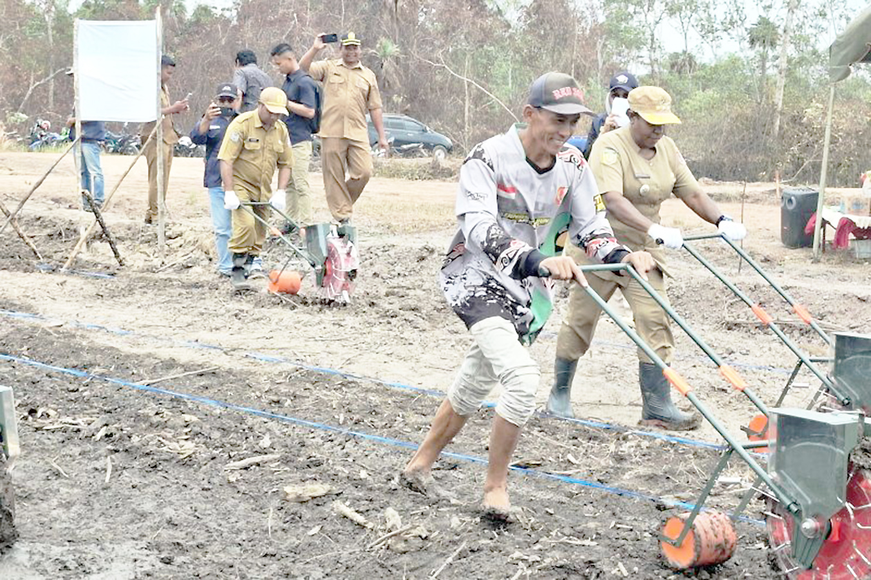 Hasil Tembus 10 Ton per Hektar, IPB Boyong Padi Ajaib Hemat Air ke Merauke