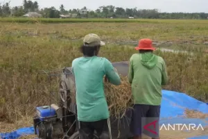 Hingga September 2026, Perum Bulog Bangka Sudah Serap 4.500 Ton Gabah Petani 