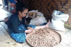 Kencur Jadi Harapan Baru Warga Badui, Pertanian Tradisional Didorong Lebih Produktif