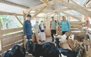Pemkab Kolaka Salurkan Bantuan Kambing Tingkatkan Ekonomi Peternak