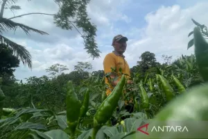 Produksi Cabai Digenjot, Pemkab Kuningan Kawal Petani Dongkrak Panen