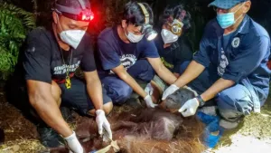 Diduga Kelaparan, Orangutan Ira Dievakuasi dari Hutan Terbakar di Kalimantan