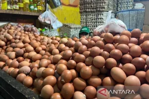 Harga Ayam dan Telur Jompla...