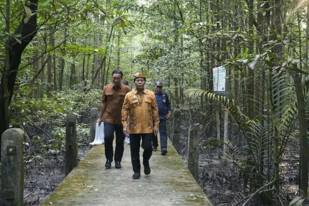 Hutan Mangrove Punya Peran Penting, Begini Cara Kaltara Menjaga Kelestariannya