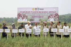 Tak Mau Bergantung pada Pasokan Luar, Kalsel Perkuat Produksi Bawang Merah