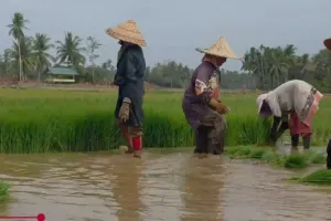 Petani Kecil Bukan Sekadar Penanam, Inovasi Mereka Jadi Taruhan Pangan Nasional