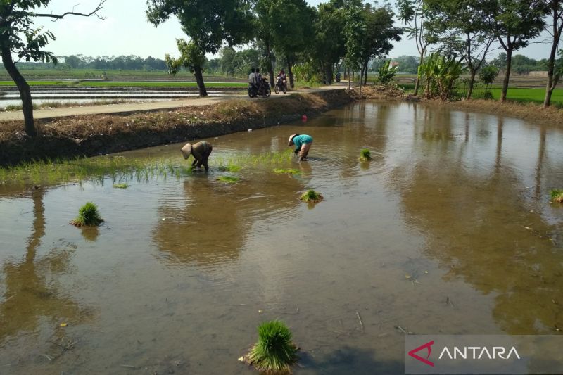 Dapat Suplai Air, Petani di Kudus Mulai Persiapkan Lahan untuk Tanam Padi 