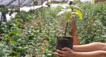 Studi Ungkap Pemanasan Ekstrem Picu Kepunahan dan Lonjakan Keanekaragaman Tanaman