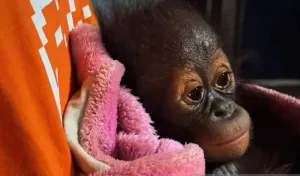 Bayi Orangutan Ditemukan Lemas di Dekat Sungai di Kutai Timur, Terpisah dari Induknya