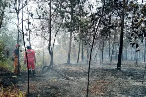 BPBD: Damkar Belitung Berhasil Padamkan Kebakaran Lahan di Jalan Padat Karya 