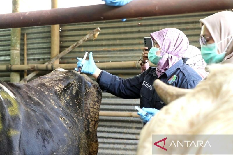 Dinas Ketahanan Pangan Temanggung Percepat Vaksinasi PMK Hewan Ternak