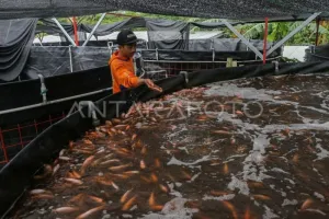 Ekspor Tilapia Indonesia Capai Rp1,58 Triliun, Kemitraan dengan Investor Eropa Terus Dibuka