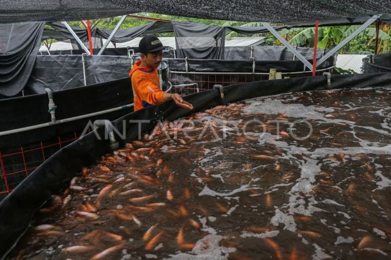 Ekspor Tilapia Indonesia Capai Rp1,58 Triliun, Kemitraan dengan Investor Eropa Terus Dibuka