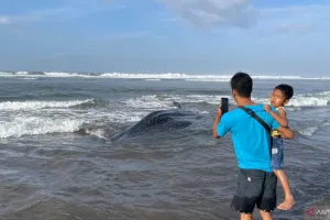 Petugas Evakuasi Hiu Tutul yang Terdampar di Pantai Parangkusumo