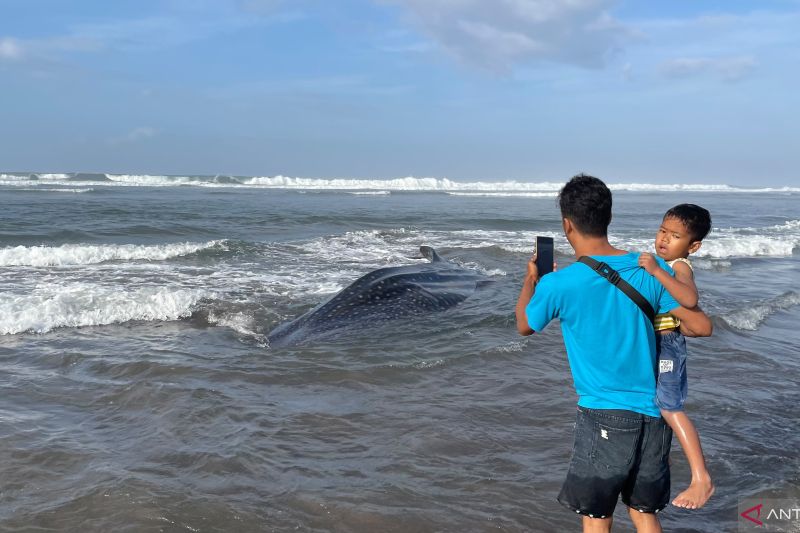 Petugas Evakuasi Hiu Tutul yang Terdampar di Pantai Paran...