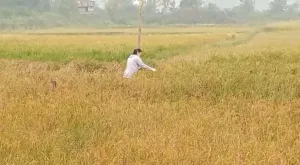 1.200 Ha Sawah Terdampak Kekeringan di Kabupaten Batang Hari