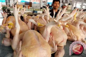 Harga Ayam Tembus Rp40 Ribu di Pasar, Peternak Malah Rugi: Pemerintah Ancam Mafia Pangan dengan Denda 3 Kali Lipat