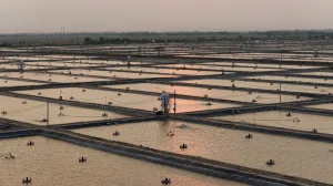KKP Buka Peluang Kemitraan Produksi Tilapia & Rumput Laut ke Peserta (IEBF) 2026