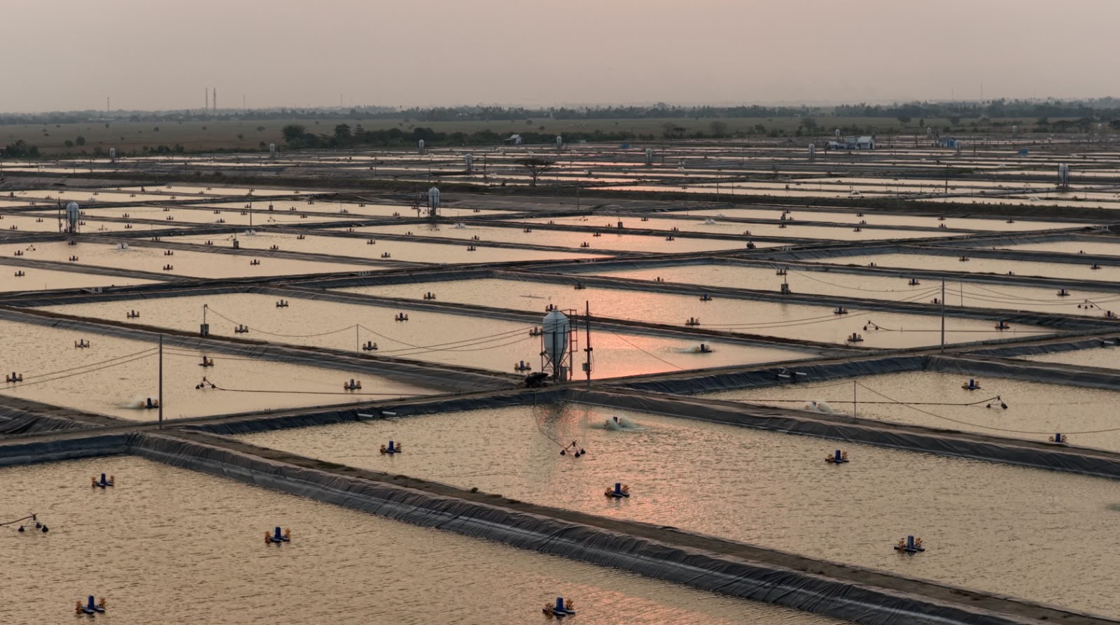 KKP Buka Peluang Kemitraan Produksi Tilapia & Rumput Laut ke Peserta (IEBF) 2026