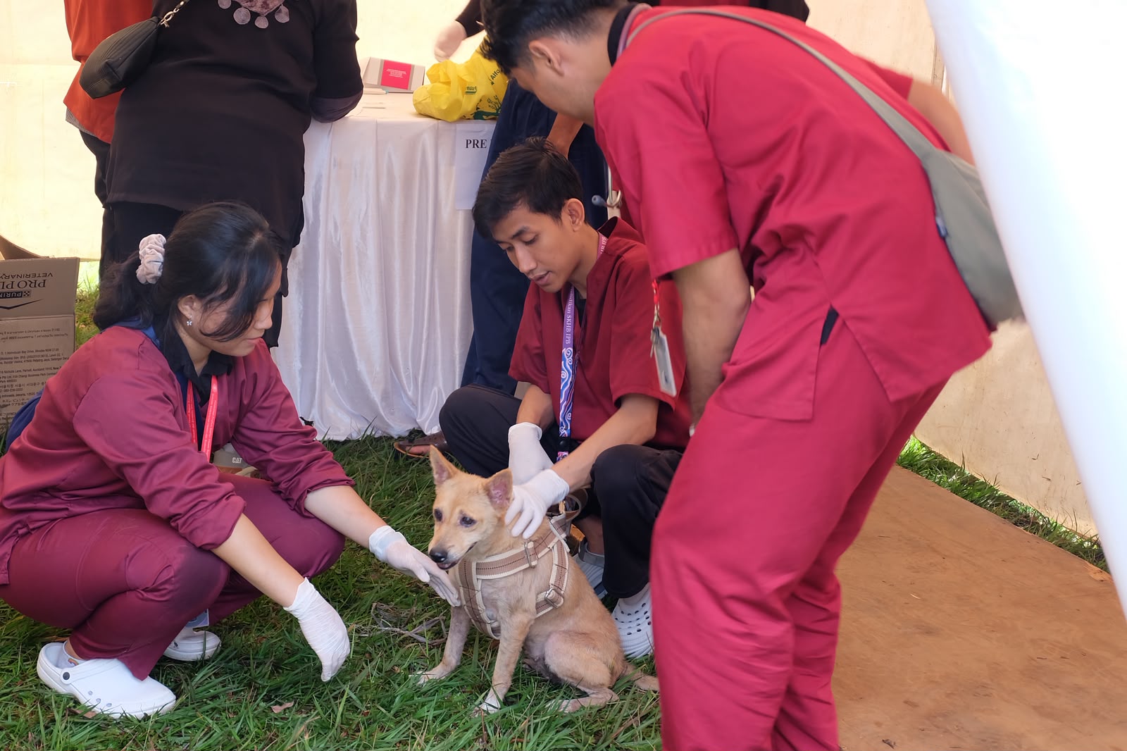 Perkuat Pengendalian Rabies di Bali, Kementan Alokasikan 205 Ribu Dosis Vaksin pada 2026
