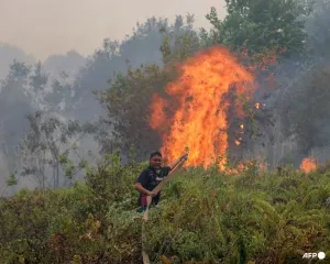 Singapura Peringatkan 10 Perusahaan Indonesia Penyebab Karhutla di Sumatera dan Kalimantan