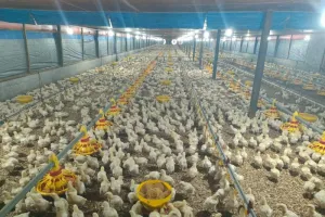 Pemerintah Aceh Minta Peternak Manfaatkan Pembiayaan Murah untuk Ubah Kandang Konvensional ke Sistem Closed House 