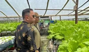 Tak Cuma Beras, Sintang Gali Kekuatan Pangan dari Potensi Lokal