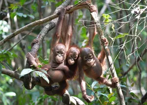 Induk Orangutan Ternyata Me...