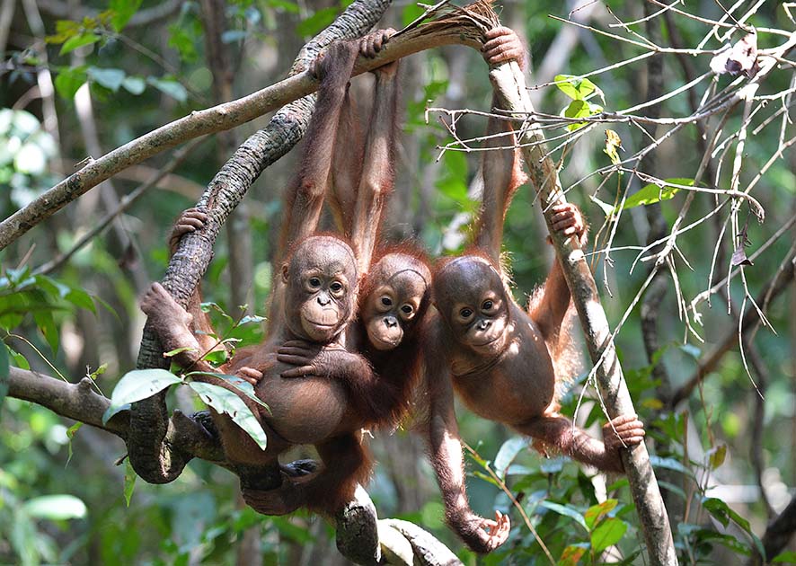 Induk Orangutan Ternyata Mengatur Pertemuan Bermain bagi ...