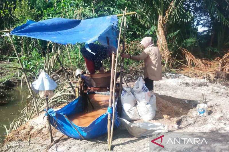 Sagu atau Rumbia Tumbuh di Simeulue, Luas Lahannya Capai ...